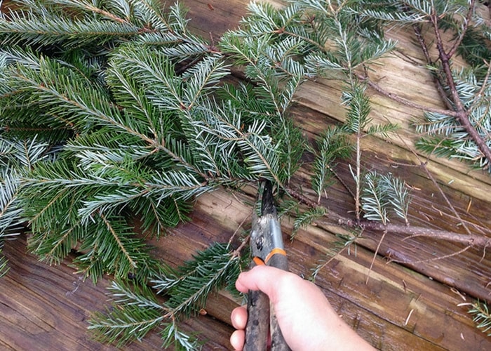 cortando ramas de pinheiro