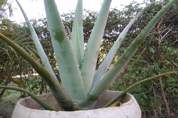 babosa plantada em vaso