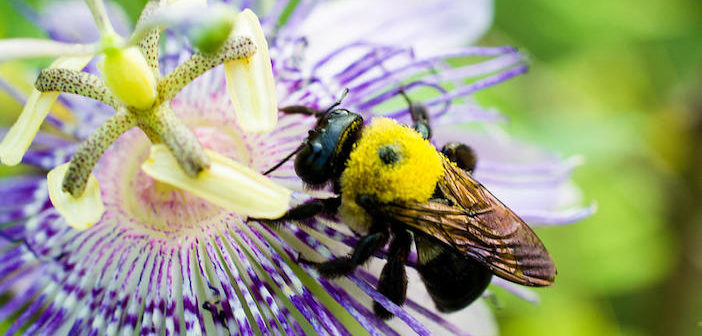 abelha polinizando uma flor de maracujá
