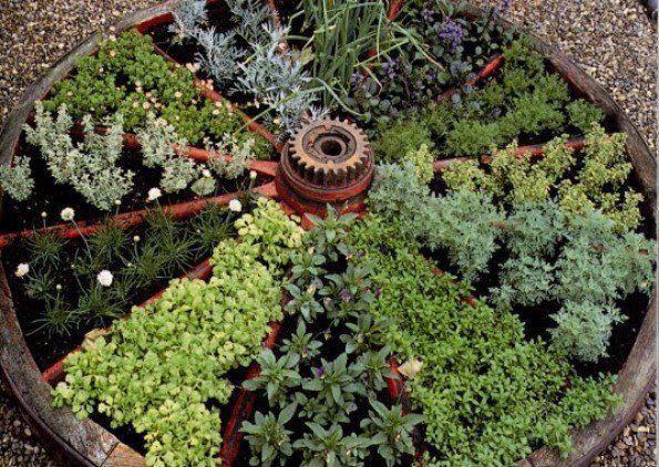 horta de ervas aromáticas com forma redonda 