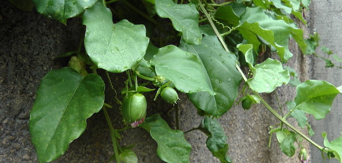 rama de maracujá com frutos verdes