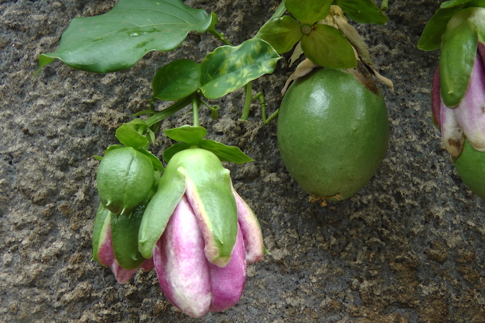 diferentes tamanhos da fruta de maracujá