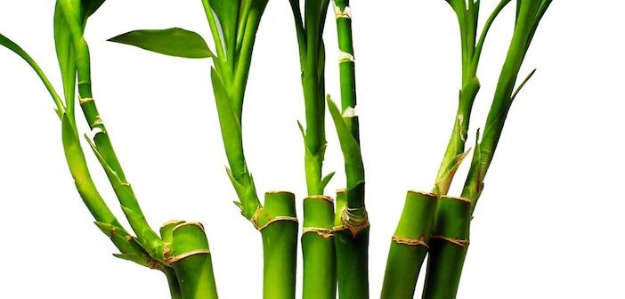 bambu da sorte para energias positivas