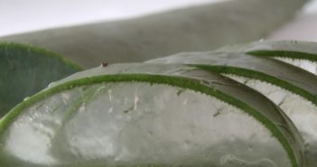 32 usos da Babosa / Aloe Vera, Surpreendentes planta aloe vera cortada em tiras