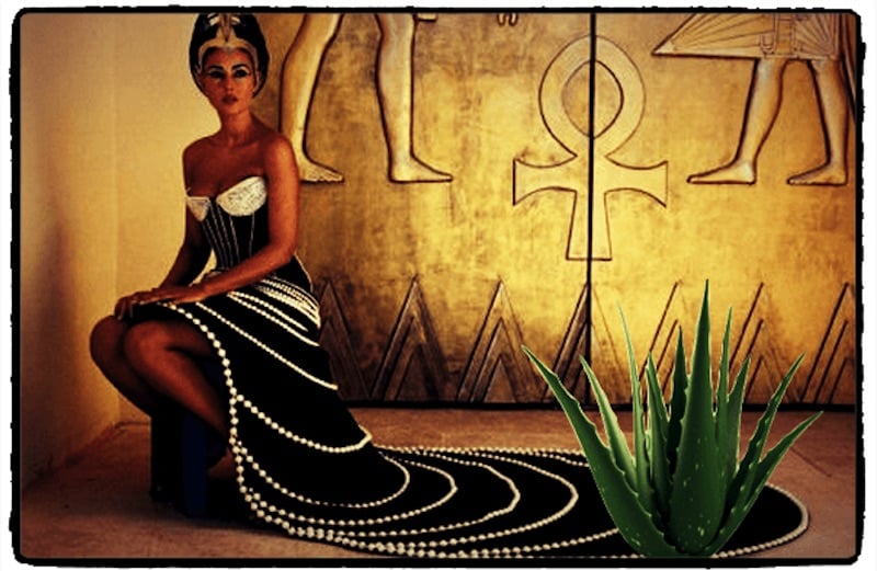 cleopatra junto com uma planta de aloe vera