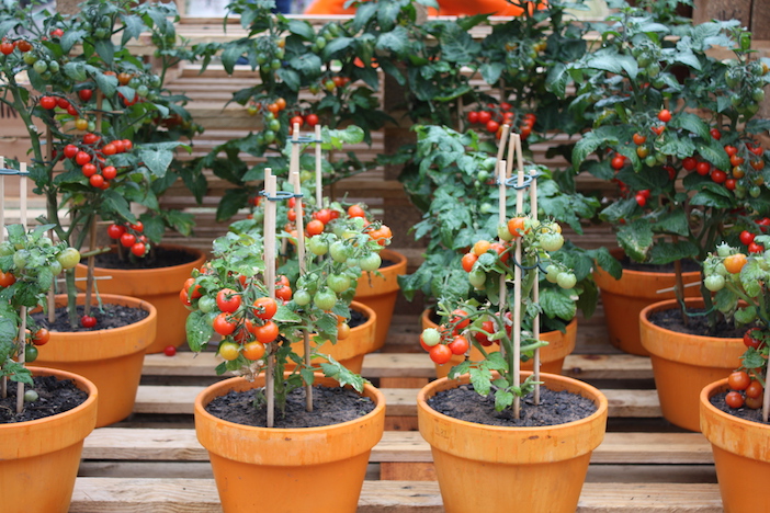 tomates plantados em vasos