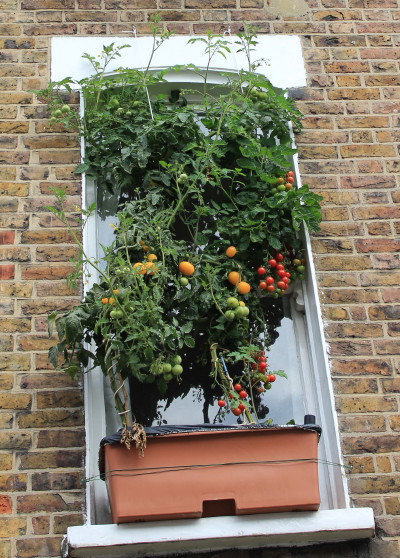 tomates no vão da janela