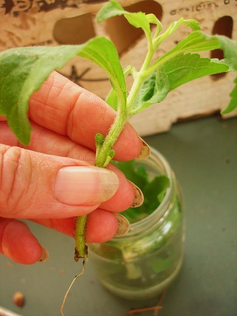 planta de stévia enraizar