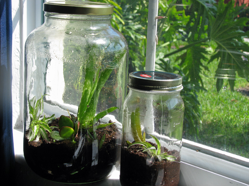 um pote de vidro grande e outro menos com plantas dentro