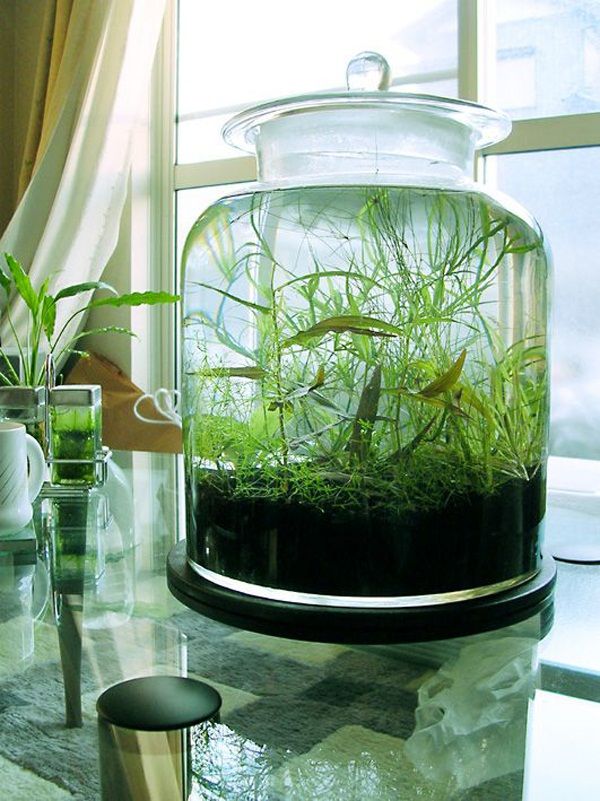garrafão de vidro com plantas e água . 
