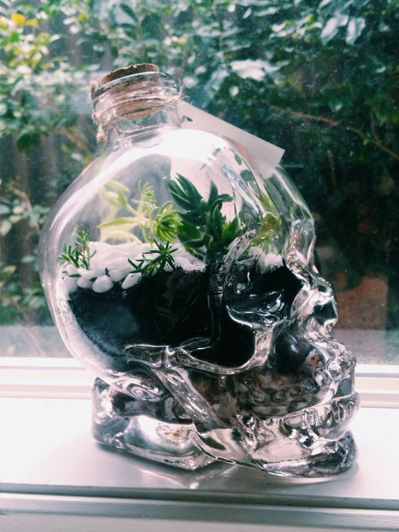 cranio de vidro com plantas dentro