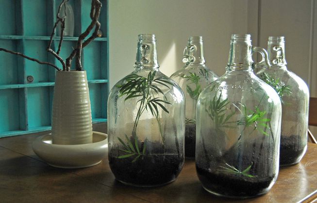 3 garrafões com plantas no interior