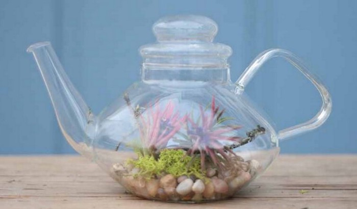 bule de cha de vidro cheio de plantas no interior 