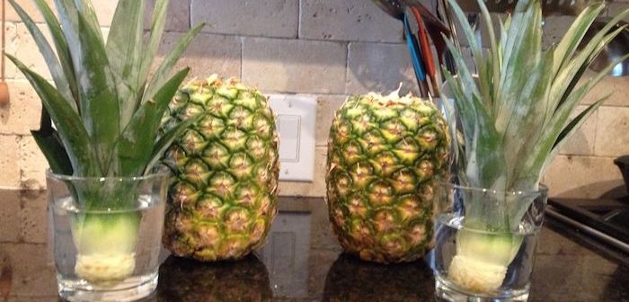 dois copos com água e coroa de abacaxi
