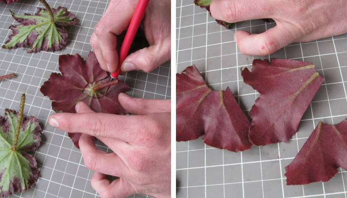cortando folha de begônia