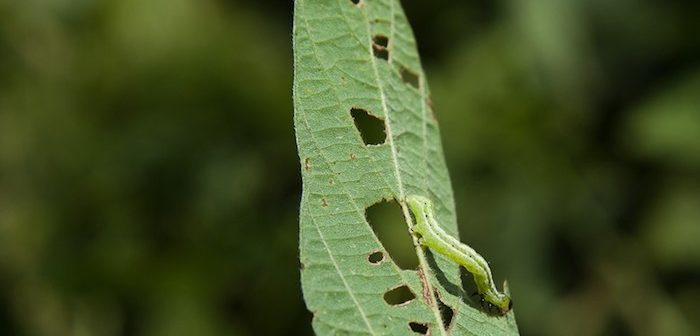lagarta comendo folha 