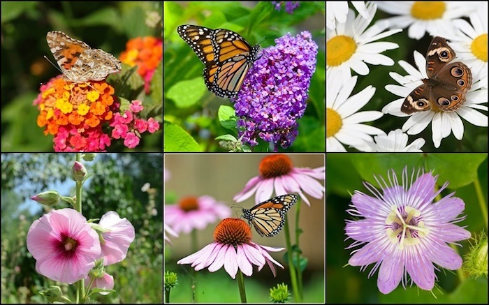 plants diversas e borboletas
