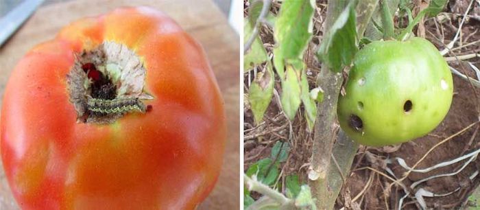tomate atacado por praga