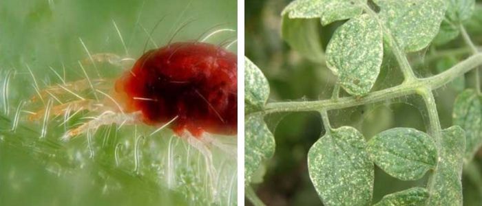 ácaro e folhas infestada de tomate 