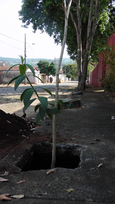 quaresmeira posta no centro do buraco