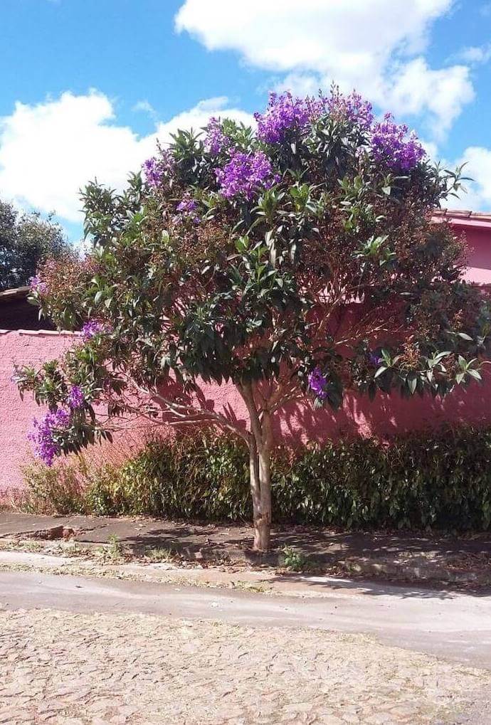 quaresmeira plantada na calçada de uma casa 