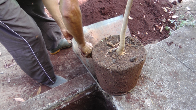 retirar o vaso de plastico da muda de quaresmeira