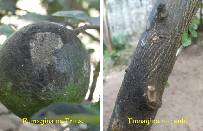 fungo na fruta e no caule