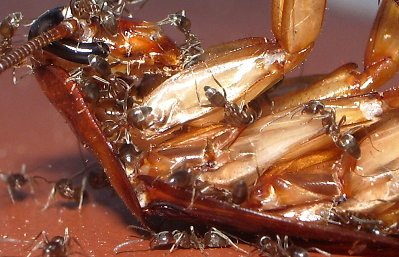 formigas comendo barata