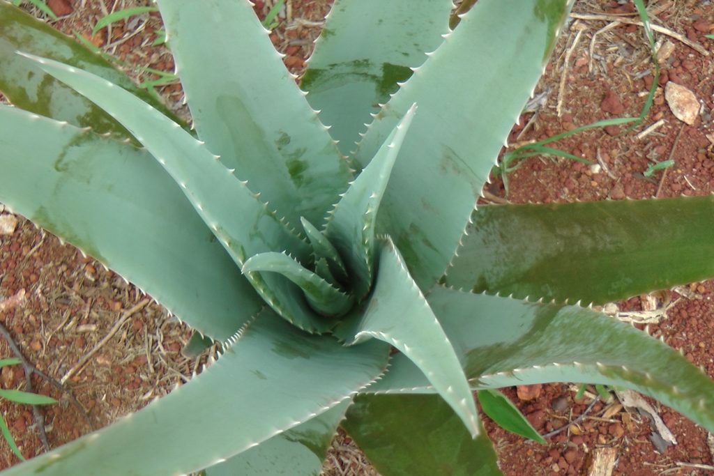 Babosa, Aloe Vera - Como Cultivar - Assim que Faz
