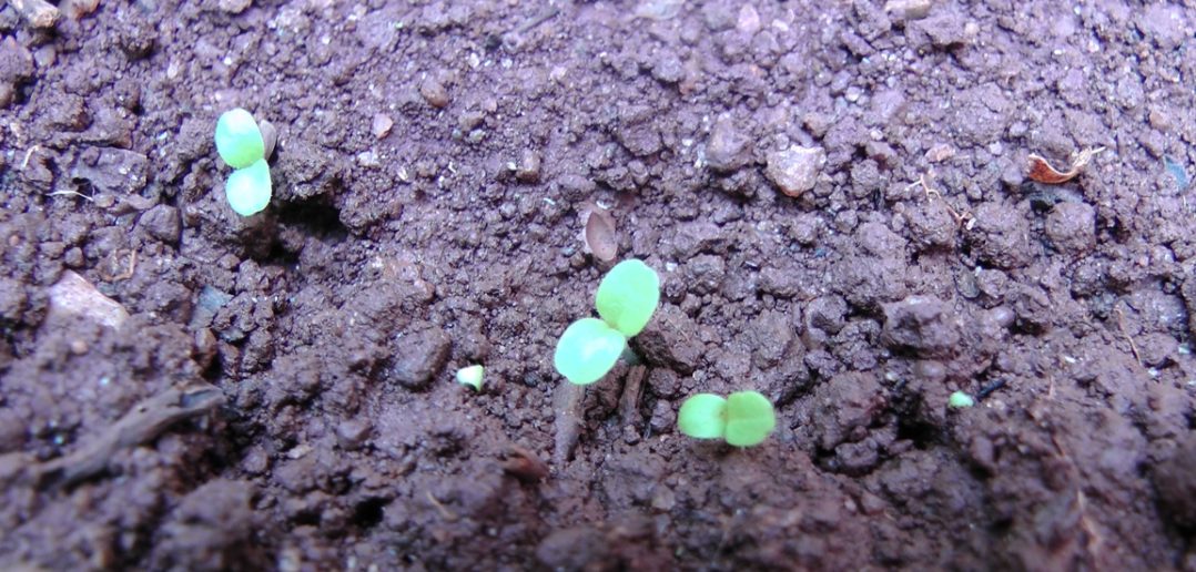 sementes de alface germinando