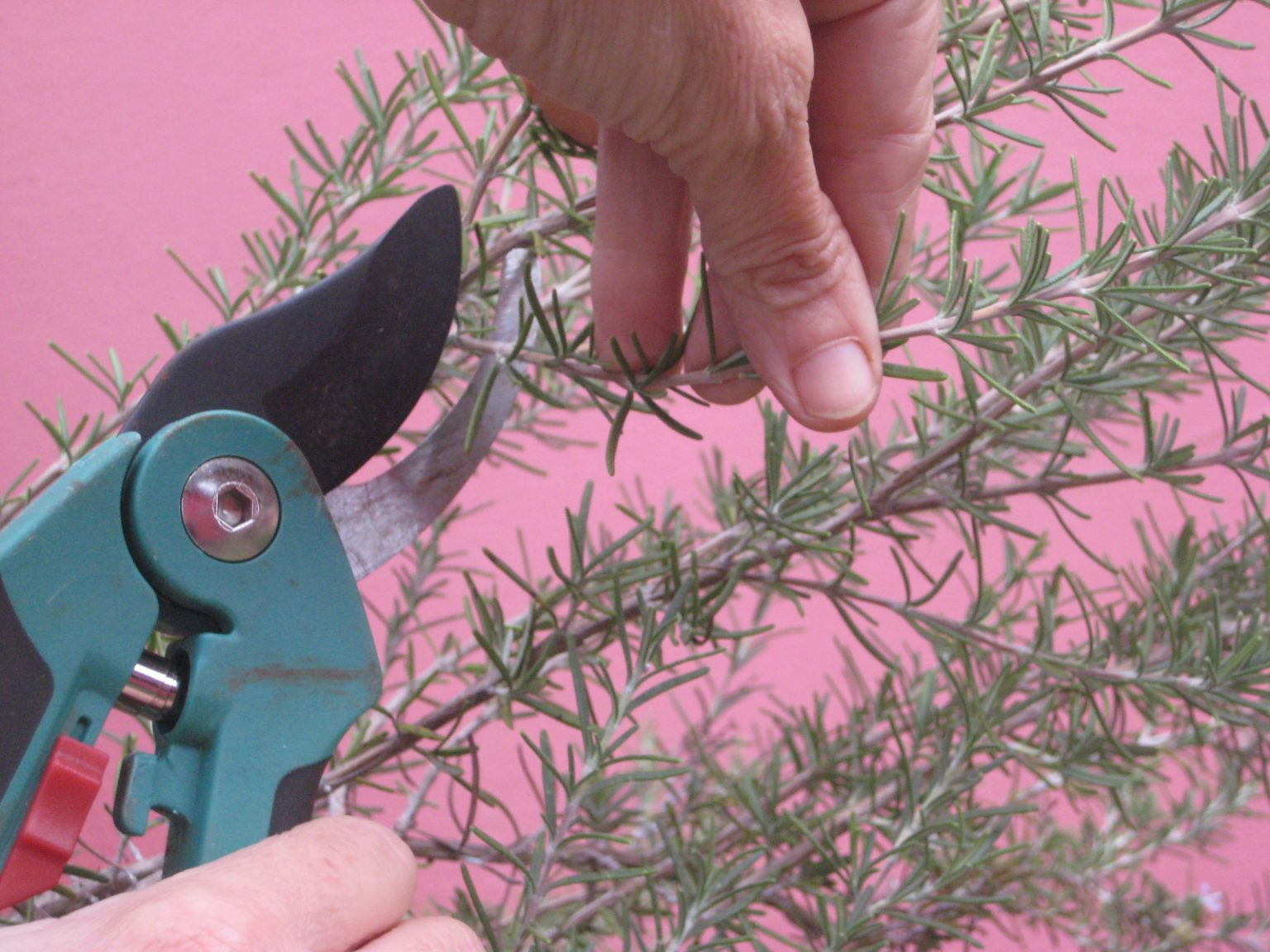 Como Fazer Mudas de Alecrim cortando uma muda de alecrim