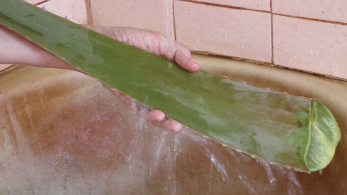 aloe vera folha 