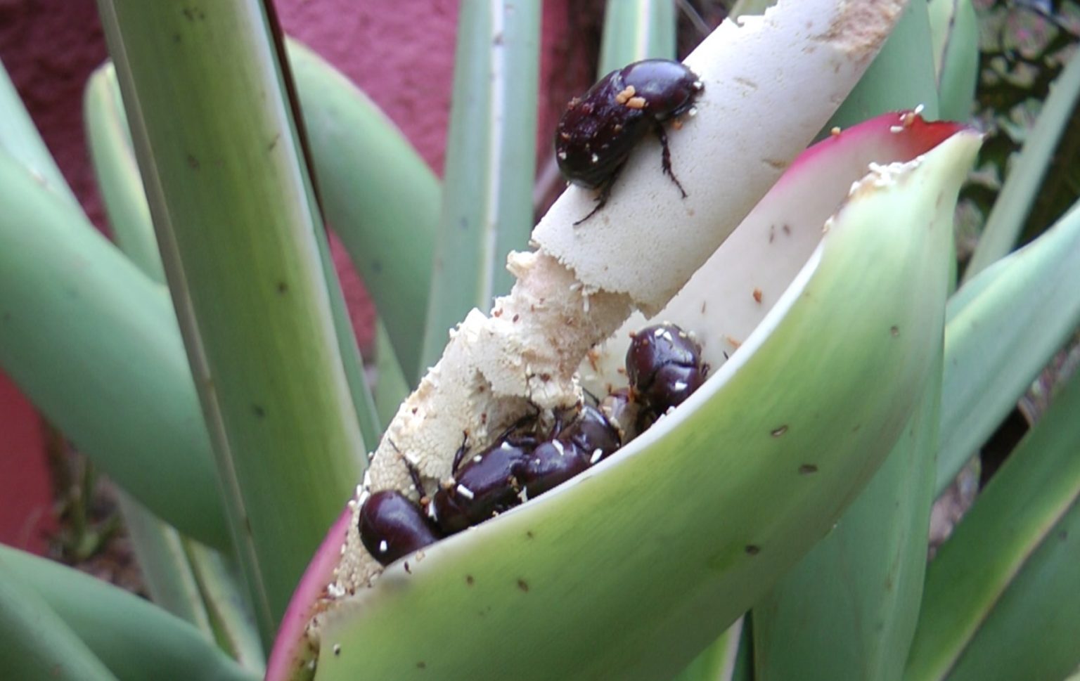 COMO COMBATER BESOUROS NATURALMENTE besouros comendo planta no jardim