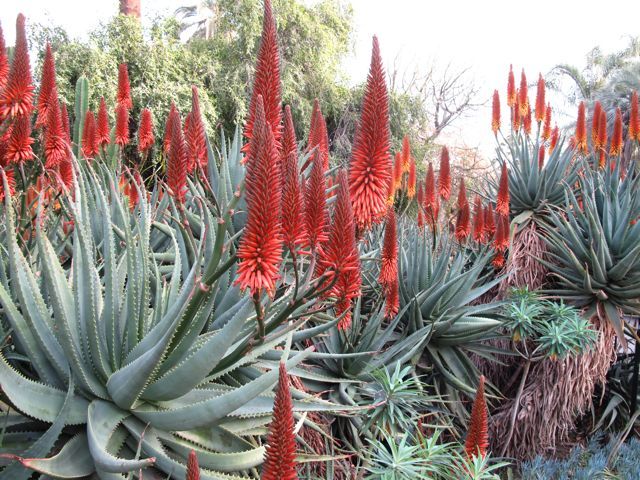 Babosa, Aloe Vera - Como Cultivar - Assim que Faz