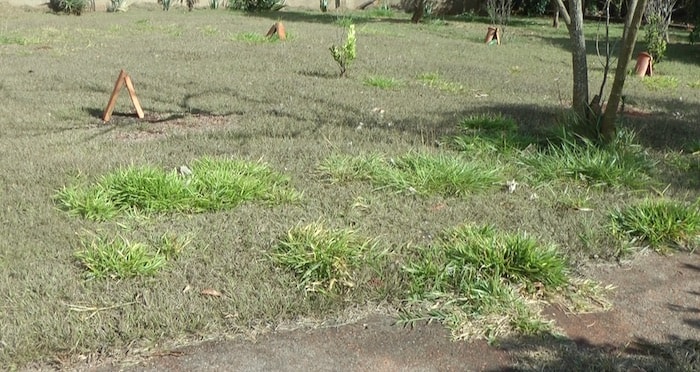 Como Eliminar a Braquiária do Gramado ou Jardim
