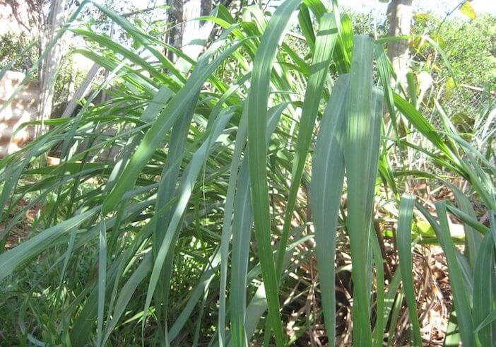 planta de citronela