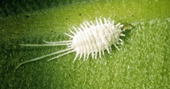 Cochonilha (Icerya purchasi) – Praga de plantas