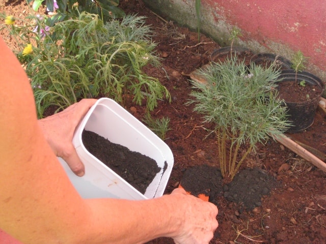 adicionar adubo orgânico nas plantas