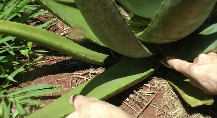 cortando folha de aloe vera para retirar o gel