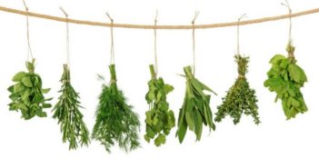 Ervas Aromáticas que você pode plantar em casa