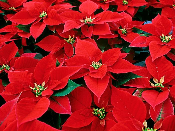 várias flor de natal