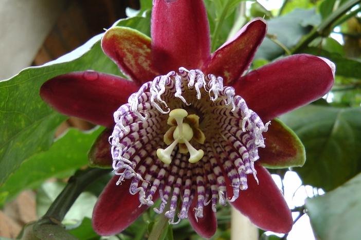 flor de maracujá completamente aberta