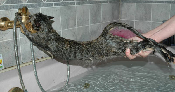 Como dar banho em gatos -  A MANEIRA CORRETA