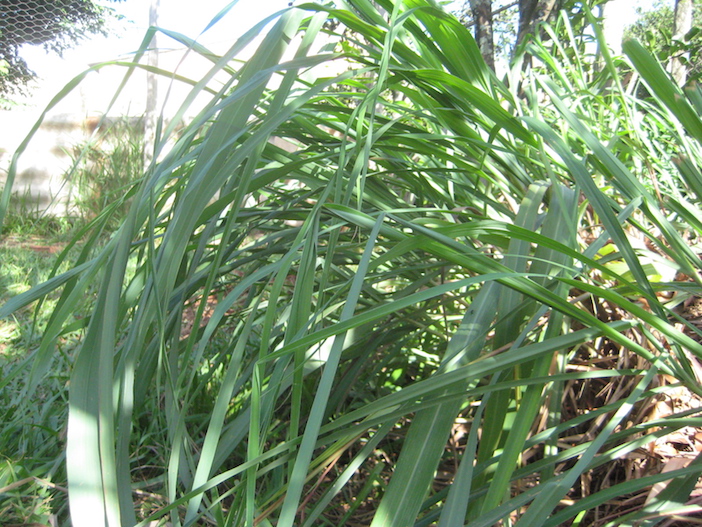 mato de citronela