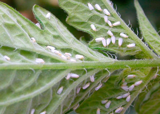 várias moscas brancas sobre a folha
