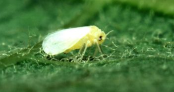 Mosca Branca – Praga das plantações mosca branca pousada na folha