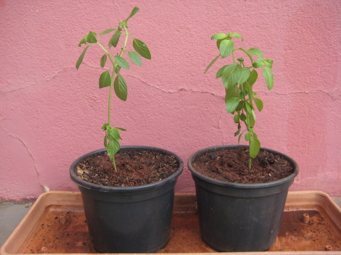 mudas de manjericão plantada em vasos