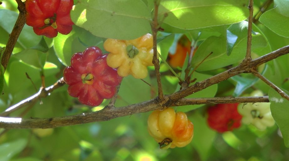 a pitanga tem diferentes cores a medida que vai amadurecendo