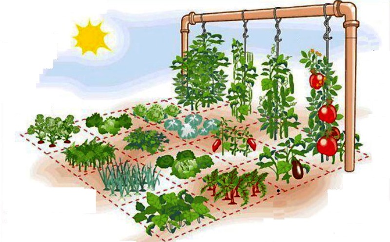 Como  Planejar uma Horta de um metro quadrado