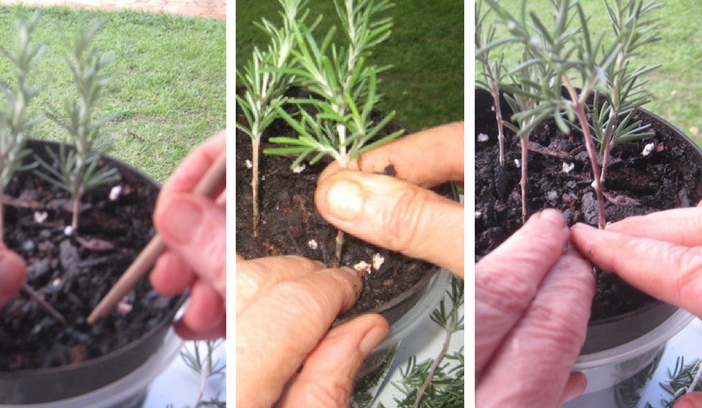 plantando as estatais num vaso